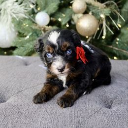 Cherry - female Australian Mountain Doodle puppy in Murray, Utah from Sun Valley Doodles