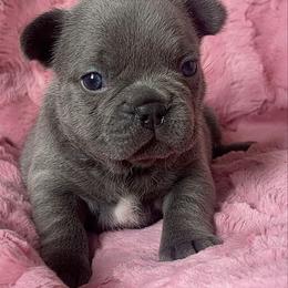 Latte - Fawn female French Bulldog puppy in Galt, California from The three little frenchies