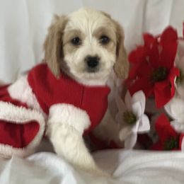 Sarah - Parti female Goldendoodle puppy in Waynesboro, Virginia from Forest Creek Kennel