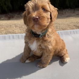 Maroon Boy - Caramel red male Australian Labradoodle puppy in West Union, South Carolina from Golden Corner Labradoodles, LLC