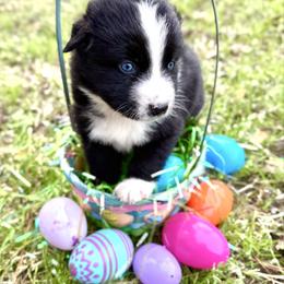 Lainey - Black & white female Australian Shepherd puppy in Winnabow, North Carolina from Lazy Dayz Ranch