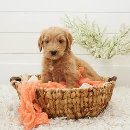 Mufasa - Orange collar - Apricot male Goldendoodle puppy in Arlington, Washington from Anderson Goldendoodles