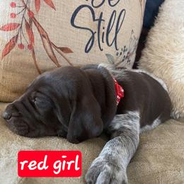 Red - Liver roan female German Shorthaired Pointer puppy in Dahlonega, Georgia from Pointer Mountain Bird Dogs