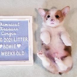 American Corgi and Pembroke Welsh Corgi Puppies from Whimsical Treasure Corgis