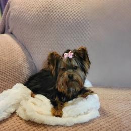 Hazel - Yorkshire Terrier