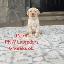 Peter - Yellow male Labrador Retriever puppy in Rogue River, Oregon from PNW Labradors