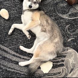 Sylvie - Gray and white female Alaskan Klee Kai puppy in Richlands, North Carolina from Regal Alaskan Klee Kai