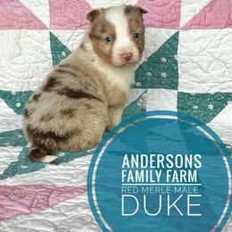 Duke - Red merle male Miniature Australian Shepherd puppy in Kettle Falls, Washington from Ellie's Miniature Australian Shepherds