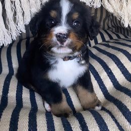 Bernese Mountain Dog Puppies from Blue Ridge Bernese