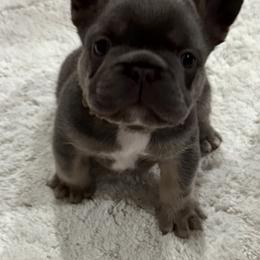 Finn - Blue male French Bulldog puppy in Greenville, Texas from Lovey’s Frenchies