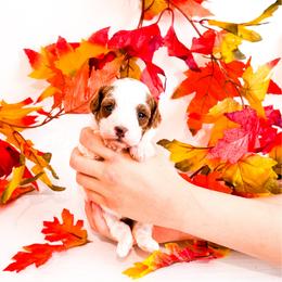 Pumpkin - Parti female Poodle puppy in Kissimmee, Florida from Poodle Doodle Kennels