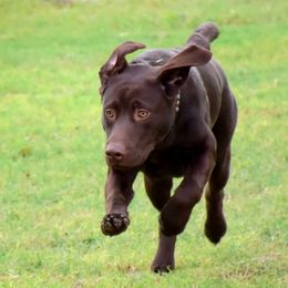 Labrador Retrievers and Rottweilers from Merakxel Kennels