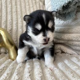 Nova - Black and white female Pomsky puppy in Valparaiso, Indiana from Valparaiso Pomskys