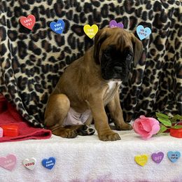 Boxer Puppies from Beans Creek Boxers - Bohnen Bach