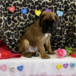 Boxer Puppies from Beans Creek Boxers - Bohnen Bach
