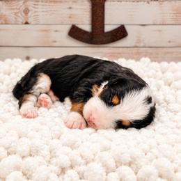 Walker - Tri-color male Bernedoodle puppy in Hudson, Indiana from TurkeyCreek-K9