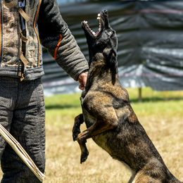 Belgian Malinois and Dutch Shepherds from Berserkermalinoiskennel
