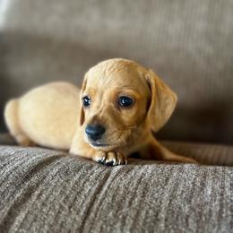 Blondie - Red male Dachshund puppy in Brave, Pennsylvania from Maple Moon Dachshunds