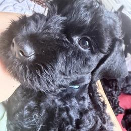 Girl 2 - Blue and black female Kerry Blue Terrier puppy in Gainesville, Virginia from Cross the Rubicon