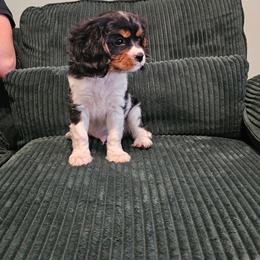 Coco - Tri-color male Cavalier King Charles Spaniel puppy in Butler, Pennsylvania from Brugere Cavaliers