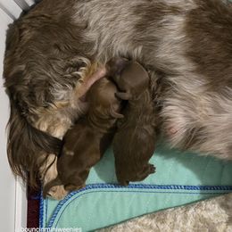 Mars - Chocolate male Dachshund puppy in New Caney, Texas from BouncinMiniWeenies