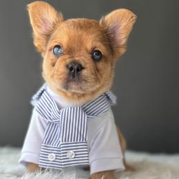 OJ - Fawn male French Bulldog puppy in Porter, Texas from Whatabulldog