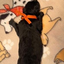 Girl 2 - Black female German Shepherd puppy in Valley Springs, South Dakota from Von Pasch German Shepherds