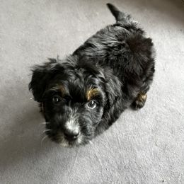 Aussiedoodle Puppies from Aussie Paws
