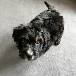 Aussiedoodle Puppies from Aussie Paws