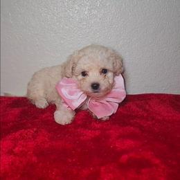 HALO - Cream female Maltipoo puppy in Palmdale, California from J Designer Puppies