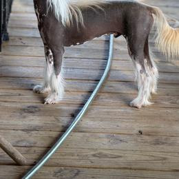 Bryan - AKC (neutered) - Brown male Chinese Crested puppy in Rockwall (Dallas Area), Texas from Ridgelake Ranch Chinese Cresteds