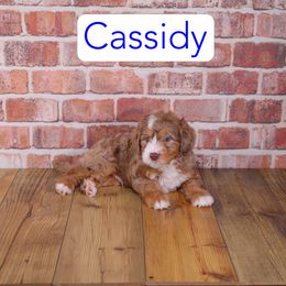Cassidy - Red merle male Assorted Doodle Crosses puppy in Calhoun, Georgia from Happy Top Doodles