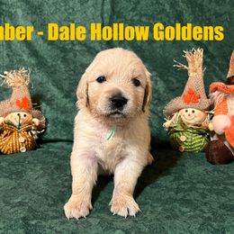 7th pick - Light golden male Golden Retriever puppy in Monroe, Tennessee from Dale Hollow Goldens