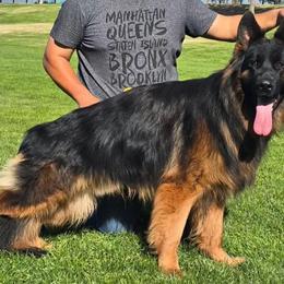 Schapo - German Shepherd