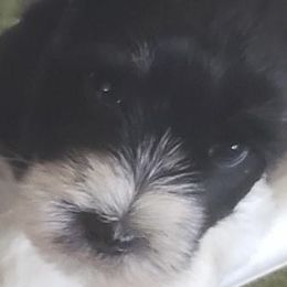 Ysa - Miniature Schnauzer