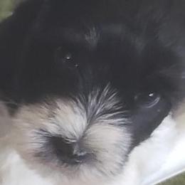 Ysa - Miniature Schnauzer