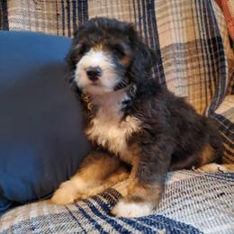 Fozzie - Black and white male Sheepadoodle puppy in Bellevue, Iowa from Fluffy Wonders Poms and Doodles