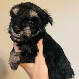 Black and silver girl - Black and silver female Miniature Schnauzer puppy in Malvern, Arkansas from Deep South Miniature Schnauzers