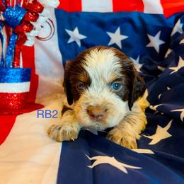 RB2 - Tri-Roan male English Springer Spaniel puppy in Britton, South Dakota from K&S Canines