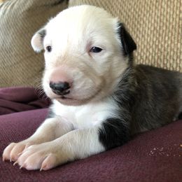 Border Collie Puppies from Simcoe Foothills Farm