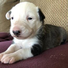 Border Collie Puppies from Simcoe Foothills Farm