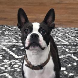 Zigee - Boston Terrier