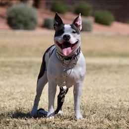 Nimbus - American Bully