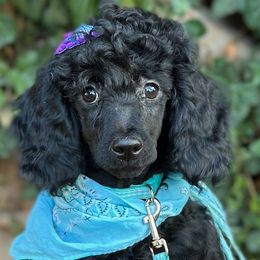 Ivy - Moyen - Female - AKC Poodle - Black Poodle puppy in Caldwell, Idaho from Funny Farm Poodles & Doodles