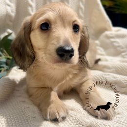 English Shaded Cream - Cream male Dachshund puppy in Nampa, Idaho from Long_and_Low_Dachshunds