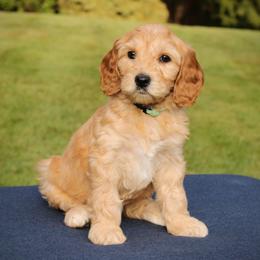 Primrose - Red female Australian Labradoodle puppy in Stanwood, Washington from Victoria Creek Australian Labradoodles