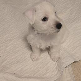 Sam - White male West Highland White Terrier puppy in Gobles, Michigan from My Little Puppy Paws