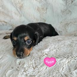 Shaggy - Black and tan male Dachshund puppy in Mulberry, Florida from J's Mini Dachshunds