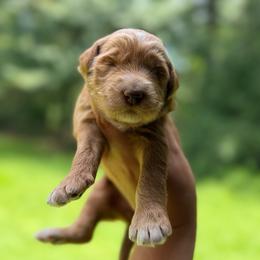 Girl 1 - Red  female Goldendoodle puppy in Bogue Chitto, Mississippi from Valentine Kennels