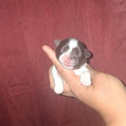 Boy 3 - Liver and white male Shih Tzu puppy in Birmingham, Alabama from K&D kennels